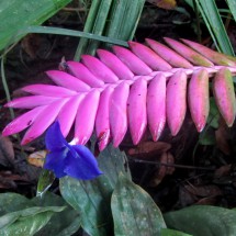 Pink leaf with blue flower